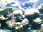 Baie des Anges Aquarium